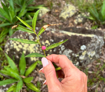 Image of local Flora found at the Esk Reservoir opening ceremony