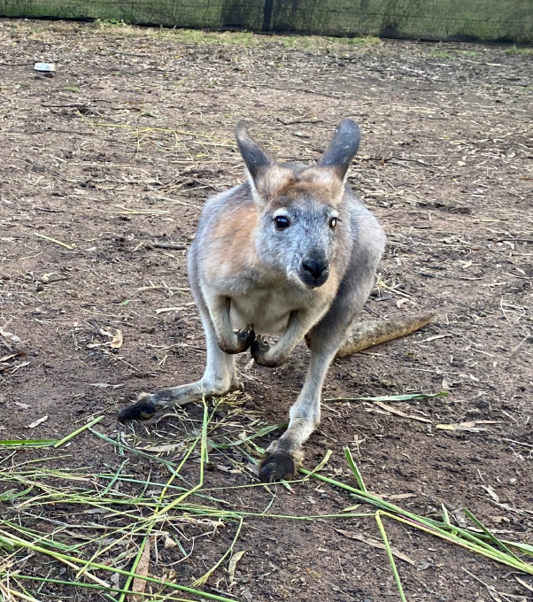 Wildlife at the Somerset Sanctuary