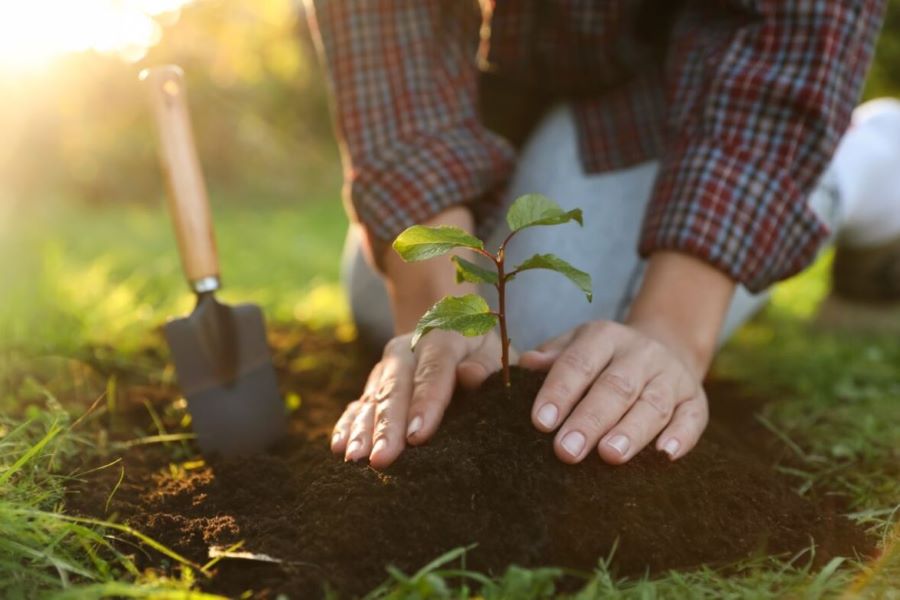 Curated visual reference: Urban Water Efficient Gardening Reference: 4 Ways To A Water Efficient Garden